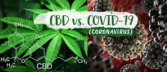 Ar putea formula de terpene de canabis să trateze COVID-19?