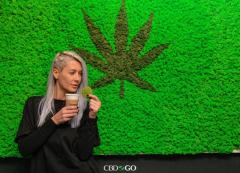 Uleiul CBD este un adevărat remediu natural