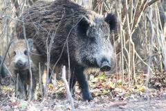 Pesta porcină africană face ravagii, 30% din efectivele de matcă, distruse