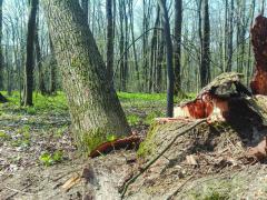 Percheziții în cinci județe la persoane bănuite de tăieri ilegale de pădure