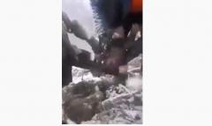 VIDEO. Patru pui de urs, scoși din bârlog și aruncați în zăpadă