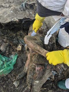 Cimitirul oilor de la Smârdan - Anchetatorii, pe urmele cadaverinei şi putrescinei în apă