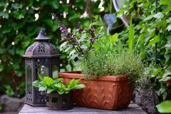 Tips &amp; tricks: Plasarea și îngrijirea terariilor cu plante pe balcon