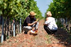 (P) Crama Domeniul Bogdan – sau legătura dintre istorie, cultură și natură, în arta vinificației
