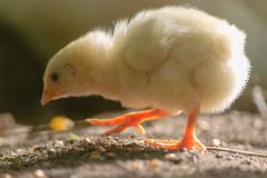 ANSVSA a luat piuitul celui mai mare producător de pui de o zi