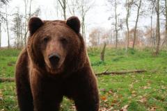 Oamenii speriați de urs cred că autoritățile așteaptă să fie victime