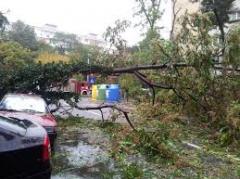 ISU Bucureşti-Ilfov: În urma ploii abundente, un copac a căzut peste fire de electricitate
