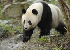 Ursul panda sălbatic nu mai este o specie aflată în pericol ci ''vulnerabilă'', potrivit Chinei