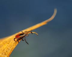 Cum poate fi prevenită boala Lyme, declanșată de înțepătura de căpușă