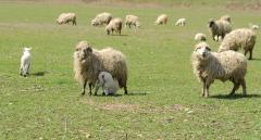 De ce ne-ar falimenta interzicerea exportului de animale vii