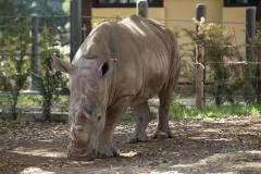 Vânătoarea ilegală de rinoceri este în creştere, după ridicarea restricțiilor din Africa de Sud