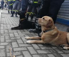 Primul pacient din România depistat cu COVID-19 cu ajutorul unui câine poliţist