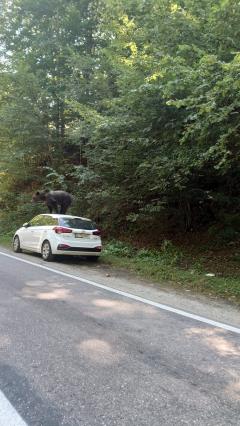 Un urs a distrus o mașină în Argeș. Ce s-a întâmplat