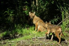 Guvernatoarea Deltei Dunării, prietena șacalilor și a somnului african