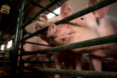 Pesta porcină africană i-a îngenuncheat pe fermieri