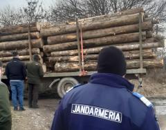 Proiect de lege. Jandarmeria ar putea confisca vehiculele care transportă lemn tăiat ilegal