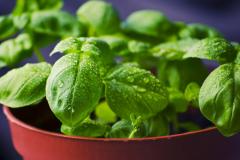 Plantele devin „vaccinuri comestibile”