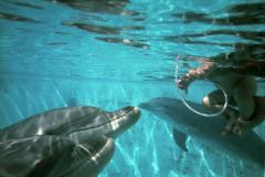 Experiment eşuat al NASA. Cum s-a sinucis un delfin despărţit de instructorul său