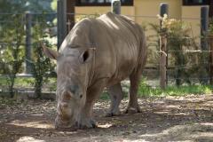 Autoritățile din India au ars 2.500 de coarne de rinocer confiscate de la braconieri