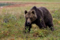 O persoană a fost atacată de urs la Breaza. Bărbatul a ajuns la spital în stare gravă