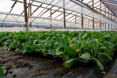 Serele de legume – o afacere profitabilă