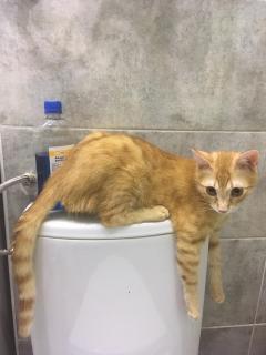 Sindromul rar care a dat unei pisici de cinci luni un chip îmbătrânit şi mereu trist