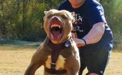 Arad: O fetiță și bunicii, atacați de cei doi câini Amstaff pe care îi creșteau din curte