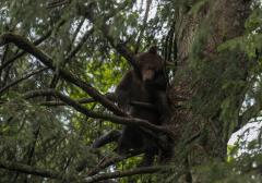 Agentul „Green”, în umbra marelui urs: drepturi de autor pentru urmașii lui Arthur