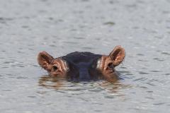 Doi hipopotami dintr-o grădină zoologică belgiană au fost testați pozitiv pentru COVID-19