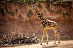 A murit cea mai bătrână girafă din lume