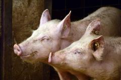 Crescătorii de porci: Guvernul nu a plătit despăgubirile pentru porcii cu pestă sacrificati