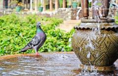 Cântecele păsărilor îi scot pe Abba și Mariah Carey din topul muzical australian