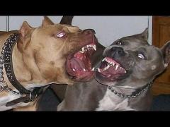 O femeie din Arad a fost atacată de doi câini din rasa Amstaff