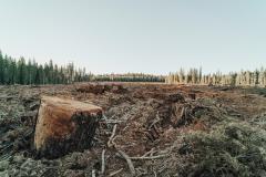 Mafia lemnului a tăiat la ras mii de hectare de pădure, dar suprafața împădurită a crescut