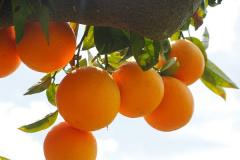 Alertă alimentară! Fructe cu pesticide, RETRASE dintr-un supermarket din România
