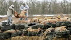 135 de focare de pestă porcină africană active în România