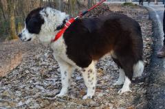 Fenomen. Zeci de câini au fugit de acasă, speriați de petarde