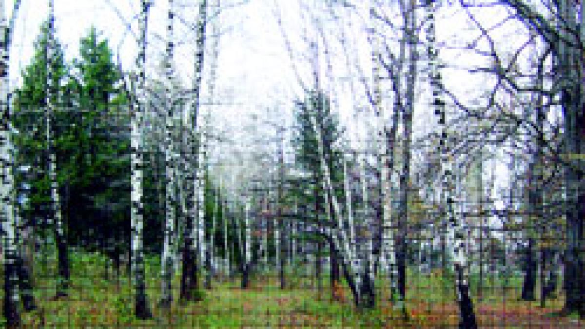Padurea de argint