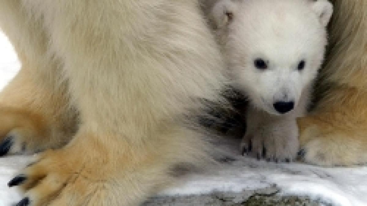 Campanie Greenpeace  -  Salvati ursul polar de la disparitie