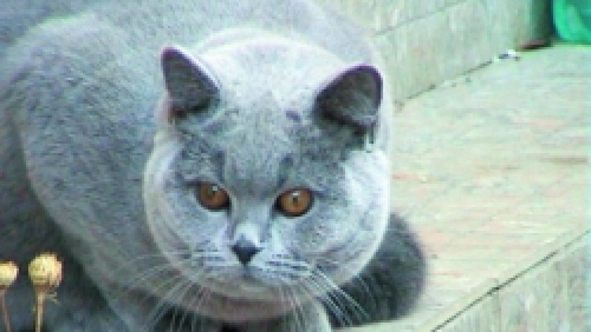 Feline  -  Adorata si infierata