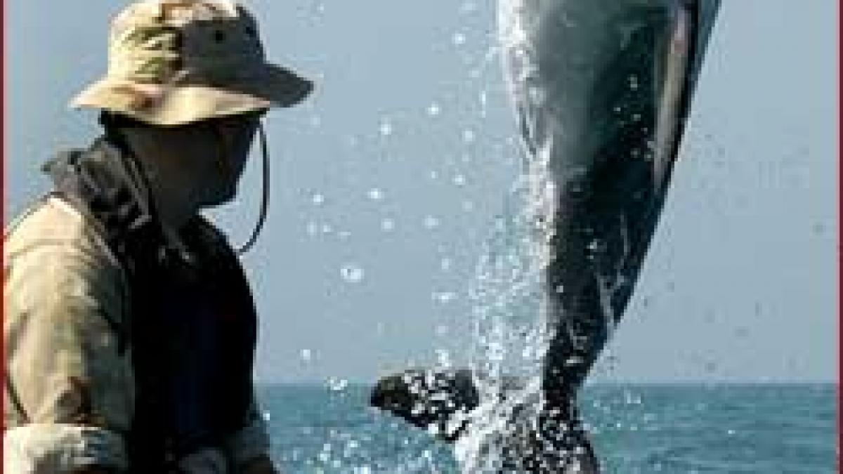 Delfini cu trese pe inotatoare - Marina SUA foloseste mamifere acvatice in misiuni speciale