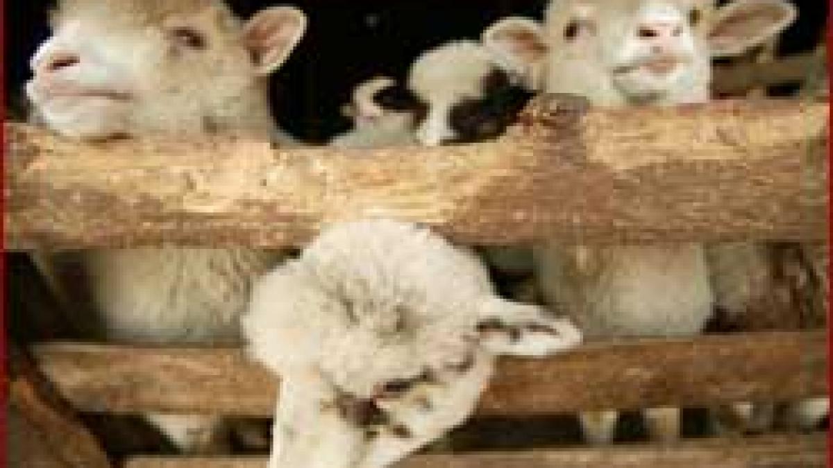 Paradox - Viata carlanilor autohtoni, prelungita de lipsa cerceilor