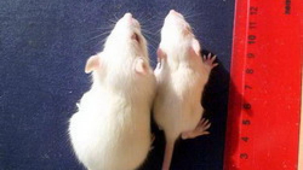 Alimentele modificate genetic - Un risc pentru sanatate?
