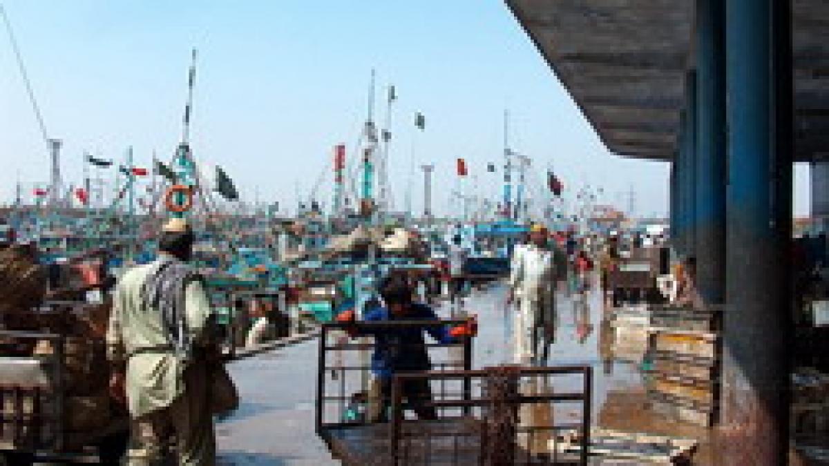 Atac la celulare / Pacalovirus in Pakistan