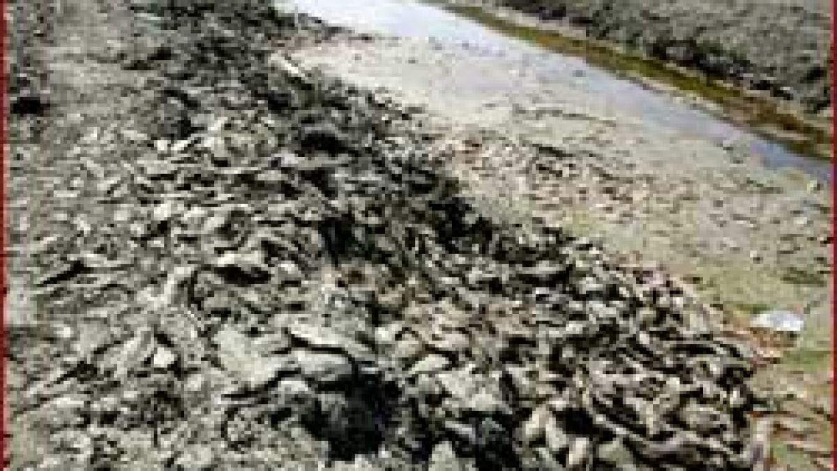 Măcel piscicol la Ianca