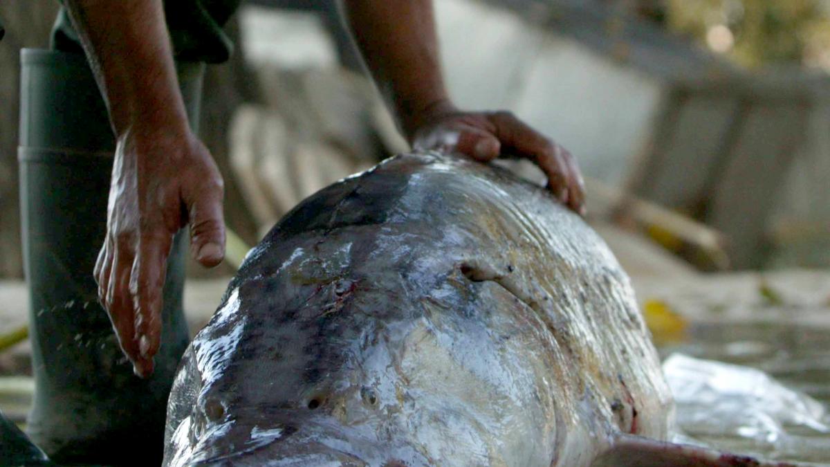 CITES critică dur prohibiţia la sturioni