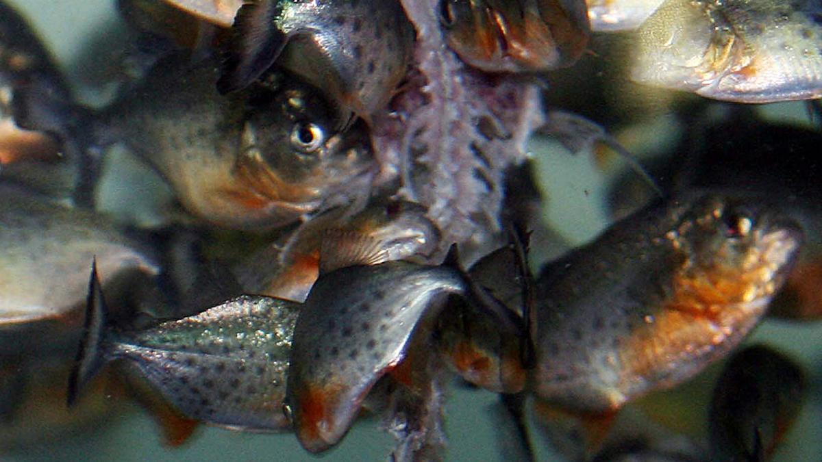 "Ferocii" piranha
