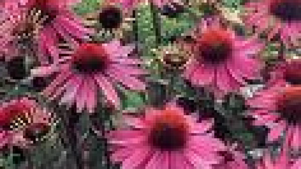 Echinacea - leac natural pentru ârăcealăâ.