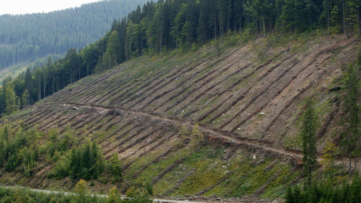 Promisiuni "verzi" de la Remeş