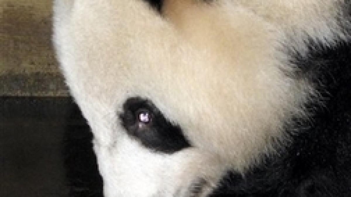 Urşii panda, din pădurile Chinei in cyberspaţiu